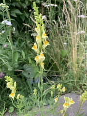 Linaria vulgaris