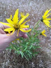 Helianthus cusickii