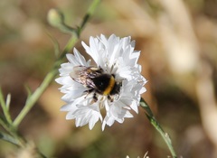 Bombus