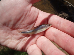 Lythrurus fasciolaris