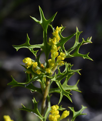 Synaphea spinulosa