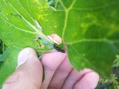 Anogcodes fulvicollis