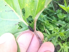 Anogcodes fulvicollis