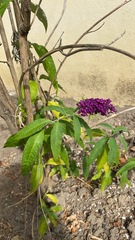 Buddleja davidii
