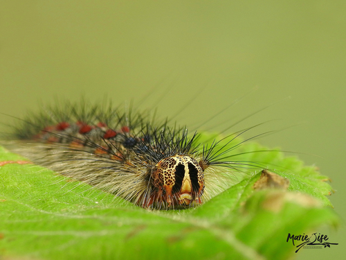 Spongy Moth, photo 5 of 10