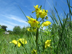 Lysimachia quadriflora