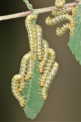 Pristiphora geniculata