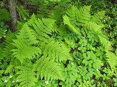 Dryopteris campyloptera