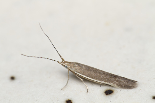 Coleophora orotavensis