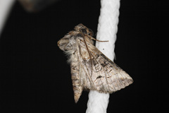 Abrostola canariensis