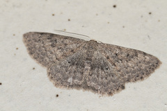 Scopula guancharia