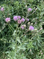 Cirsium arvense
