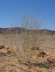 Gomphocarpus filiformis image