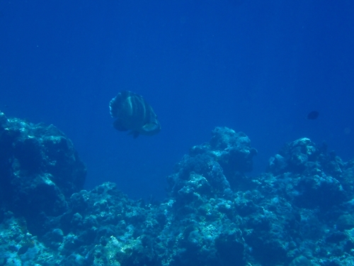 Napoleon Wrasse