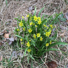 Gagea lutea