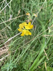 Lotus corniculatus
