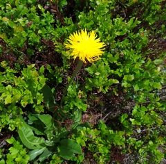 Hypochaeris maculata