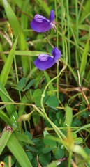 Utricularia reticulata