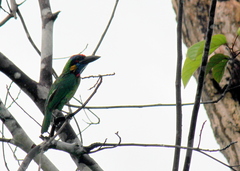 Psilopogon rafflesii