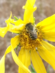 Megachiloides