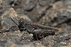 Calliptamus plebeius