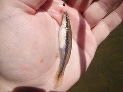 Fundulus olivaceus