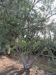 Bursera