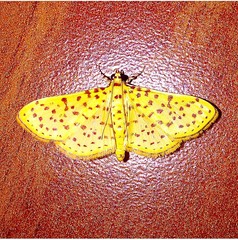 Polygrammodes eleuata