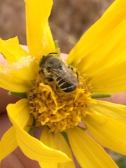 Megachiloides