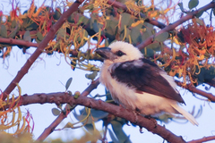 Lybius leucocephalus