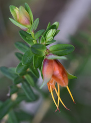 Darwinia citriodora