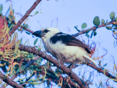Lybius leucocephalus