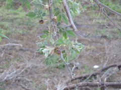 Bursera
