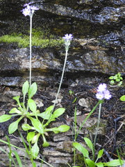 Primula laurentiana