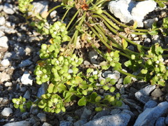 Cochlearia tridactylites
