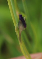 Utricularia reticulata