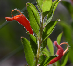 Adenanthos barbiger