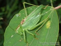 Tettigonia orientalis