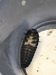Necrophila americana