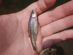 Lythrurus fasciolaris