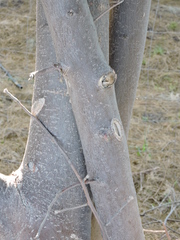 Bursera