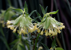 Pimelea suaveolens