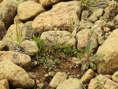 Arenaria humifusa