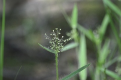 Dichanthelium villosissimum