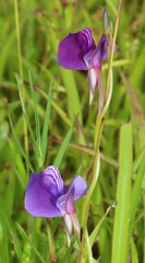 Utricularia reticulata