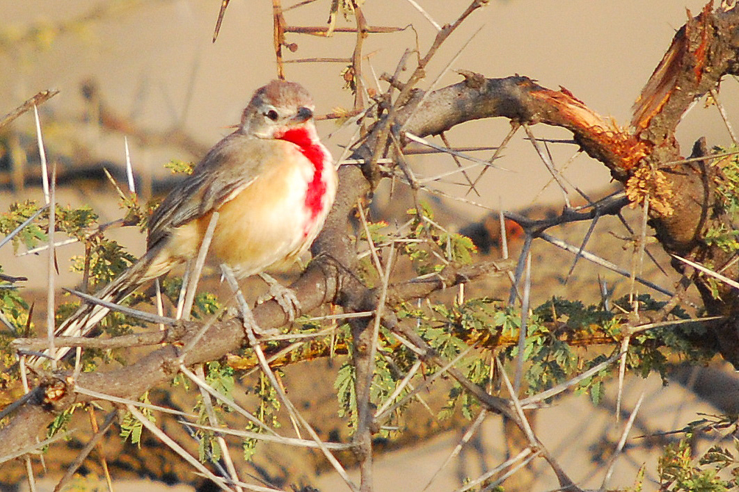 Rosy-patched Bushshrike illustration
