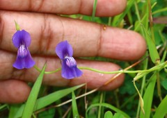 Utricularia reticulata