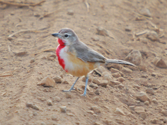 Rhodophoneus cruentus