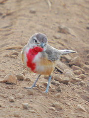 Rhodophoneus cruentus