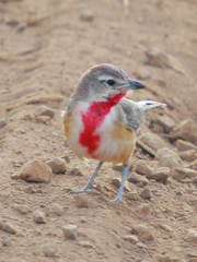 Rhodophoneus cruentus